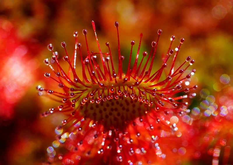 Transformational Herbs