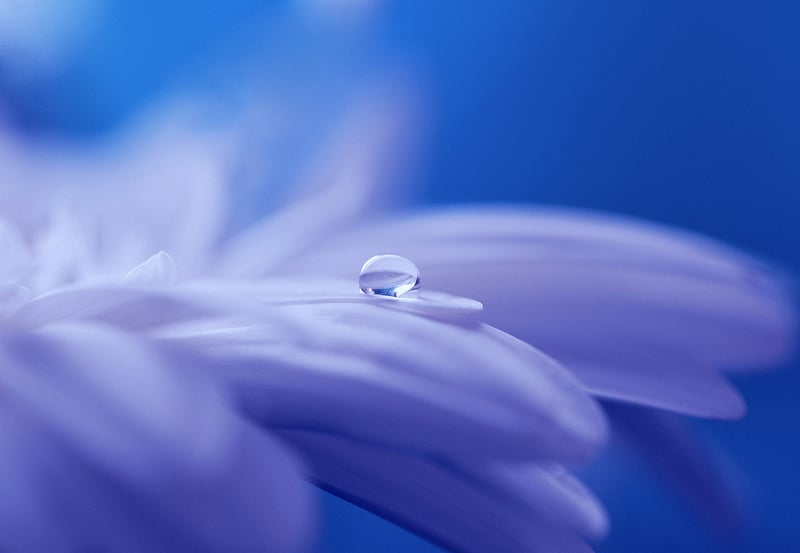 Fairy Blossoms