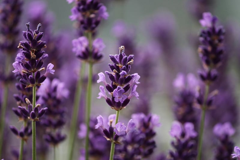 Mugwort
