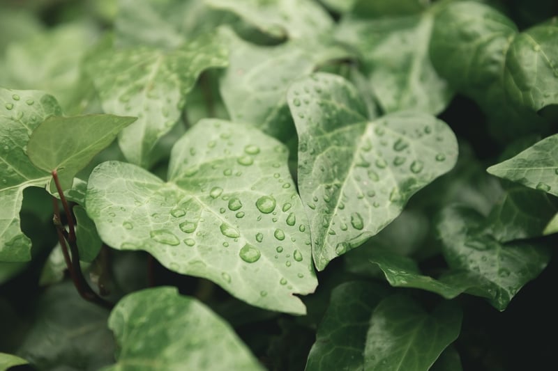 Vine