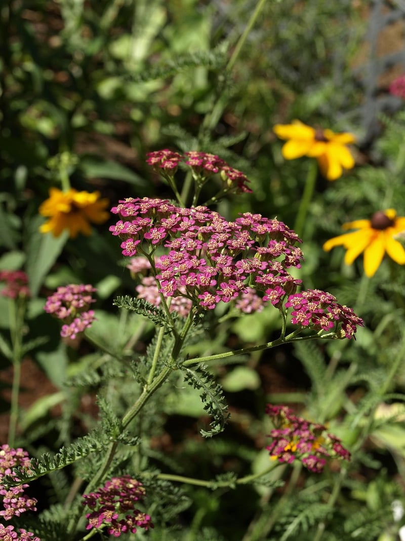 Yarrow